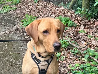 Labrador Retriever dogs 13 month old Fox Red Labrador Leo for Sale - Advert 1