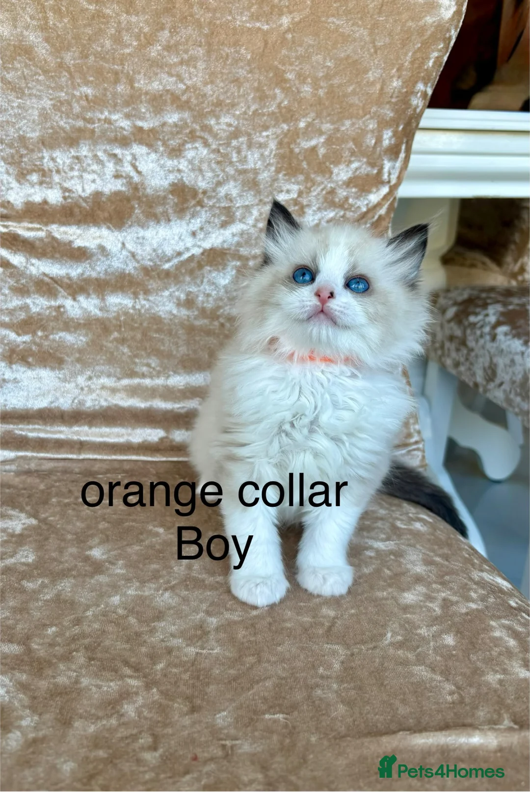 Ragdoll cats for sale: Beautiful ragdolls kittens  - Advert 2