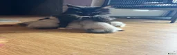 Ragdoll cats for sale: 2 beautiful ragdoll cross girls  - Advert 9