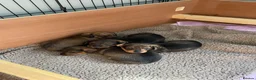 Dachshund dogs for sale: Beautiful litter of Dachshund puppies  - Advert 17