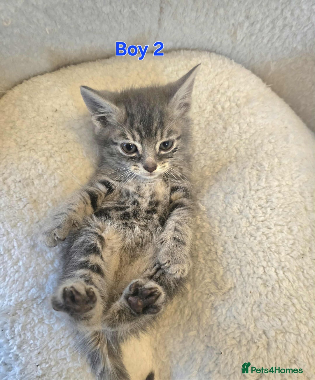 Maine Coon cats for sale: Adorable kittens Maine coon  - Image 4