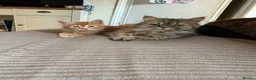 Mixed Breed cats for sale: Beautiful Persian ragdoll mixed babies.  - Advert 5