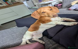 Miniature Dachshund dogs for sale: Piebald dachshund  - Image 1