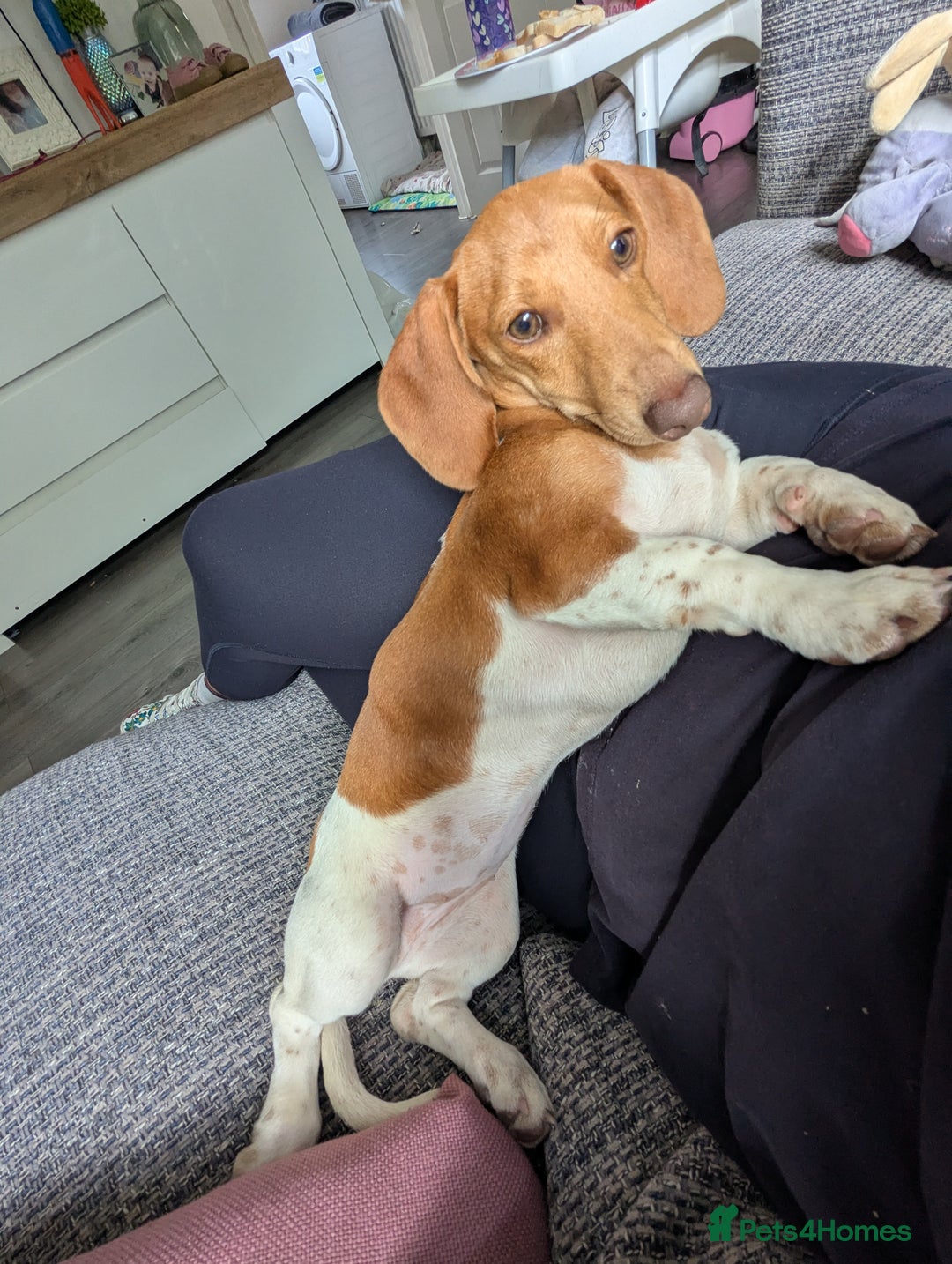 Miniature Dachshund dogs for sale: Piebald dachshund  - Image 1