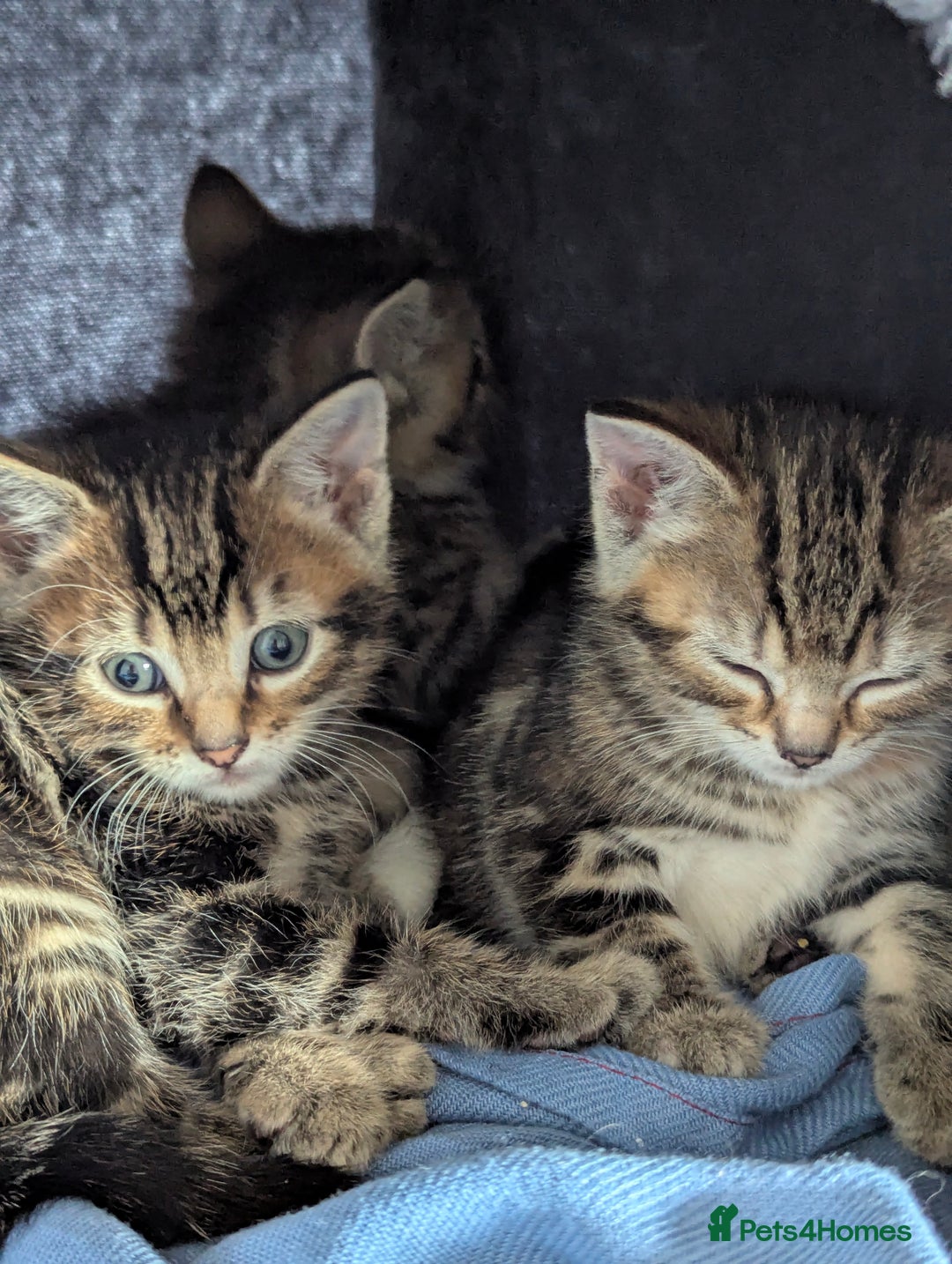 Mixed Breed cats for sale: Gorgeous kittens for sale £250 males £300 females - Advert 28