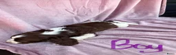 English Springer Spaniel dogs for sale: Millie and her beautiful Babies  in Yeovil - Advert 14