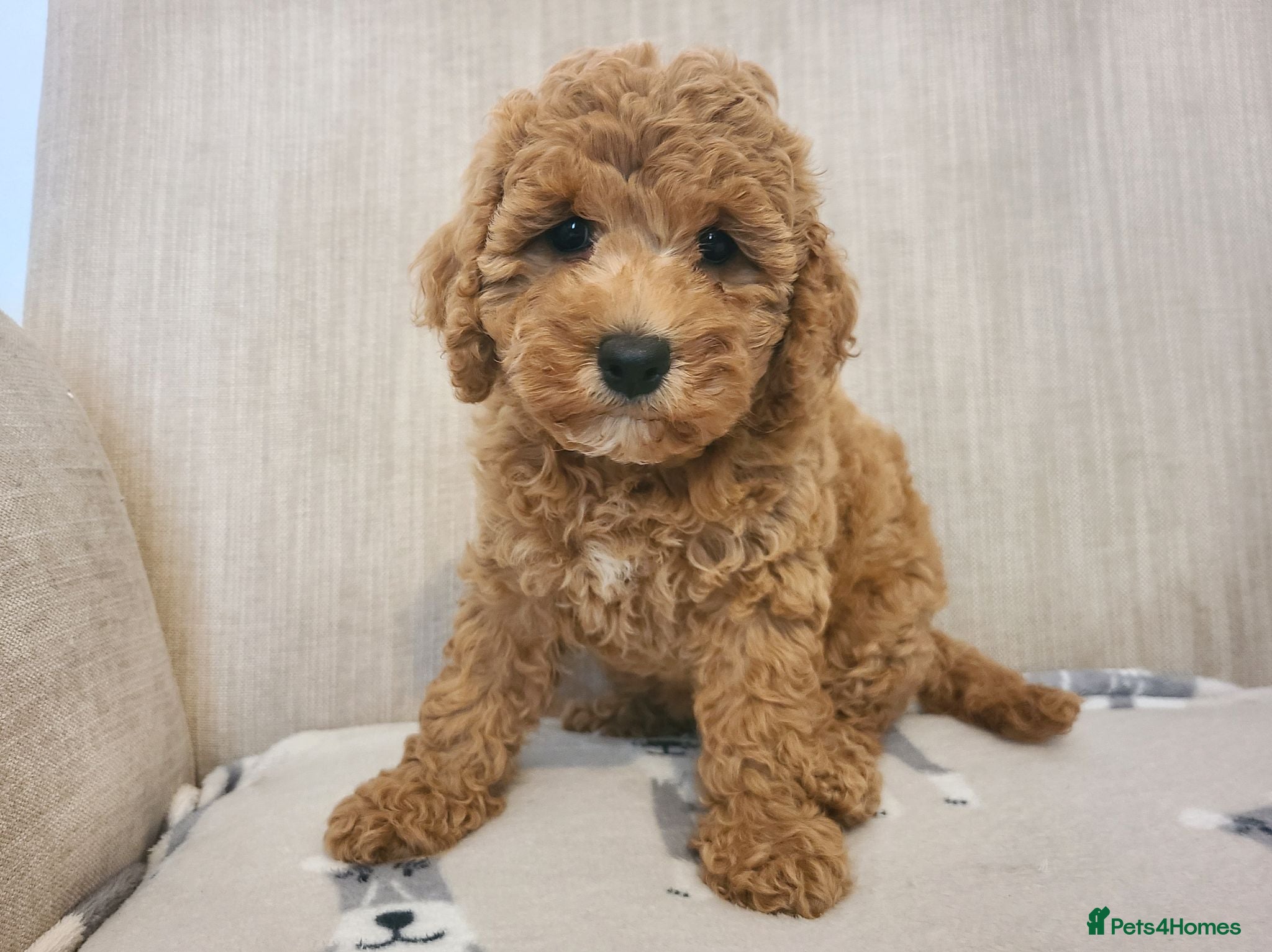 Cavapoo dogs Beautiful Health Tested Cavapoo Puppies - Advert 2