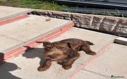 Patterdale Terrier dogs for sale: Patterdale terrier puppy  - Image 3