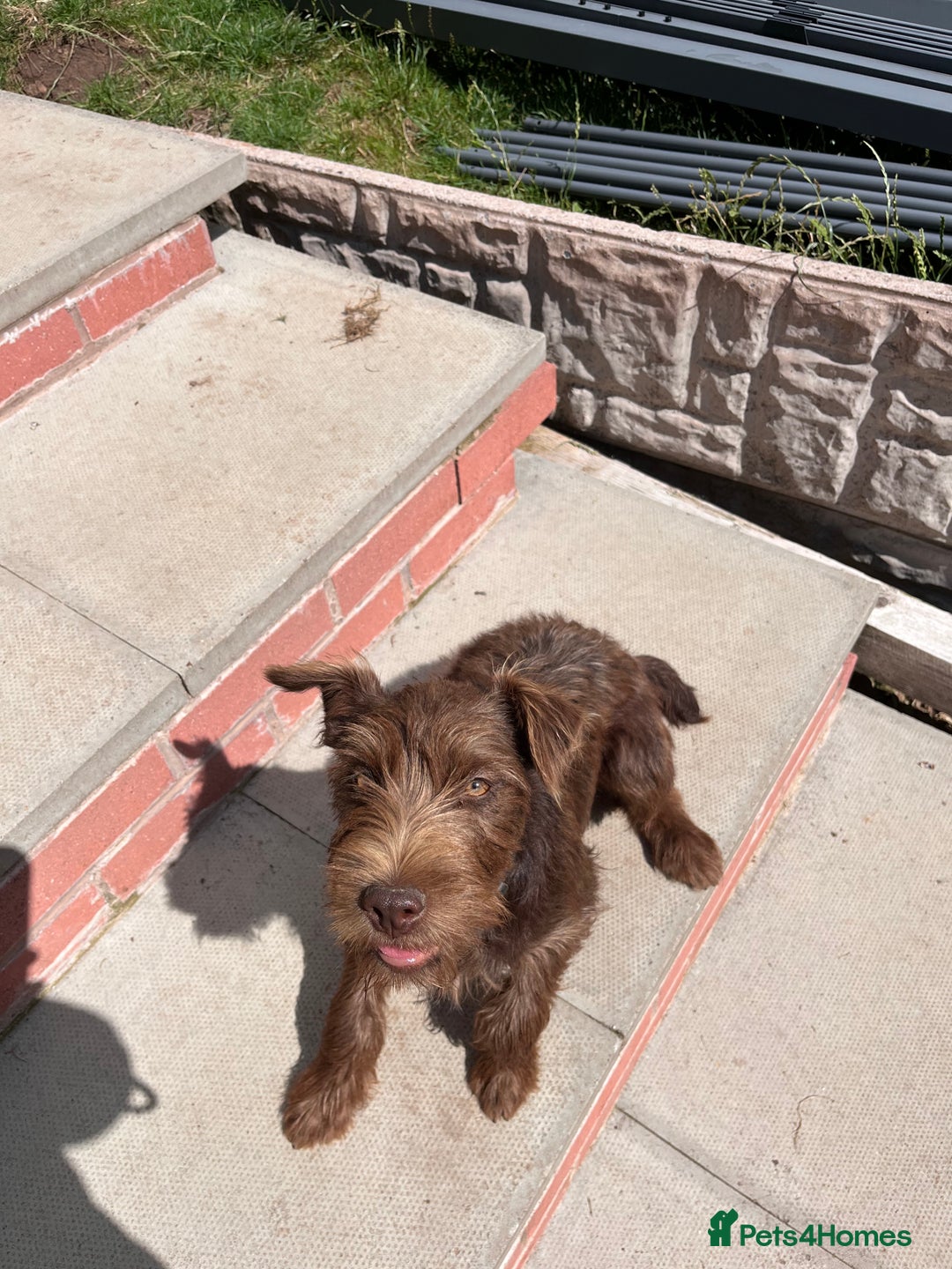 Patterdale Terrier dogs for sale: Patterdale terrier puppy  - Image 3