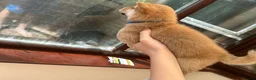 Japanese Shiba Inu dogs for sale: Shiba Inu Full Pedigree Puppies - Advert 3