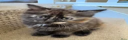 Mixed Breed cats for sale: Beautiful Fluffy Tortoiseshell Female Kitten - Advert 3