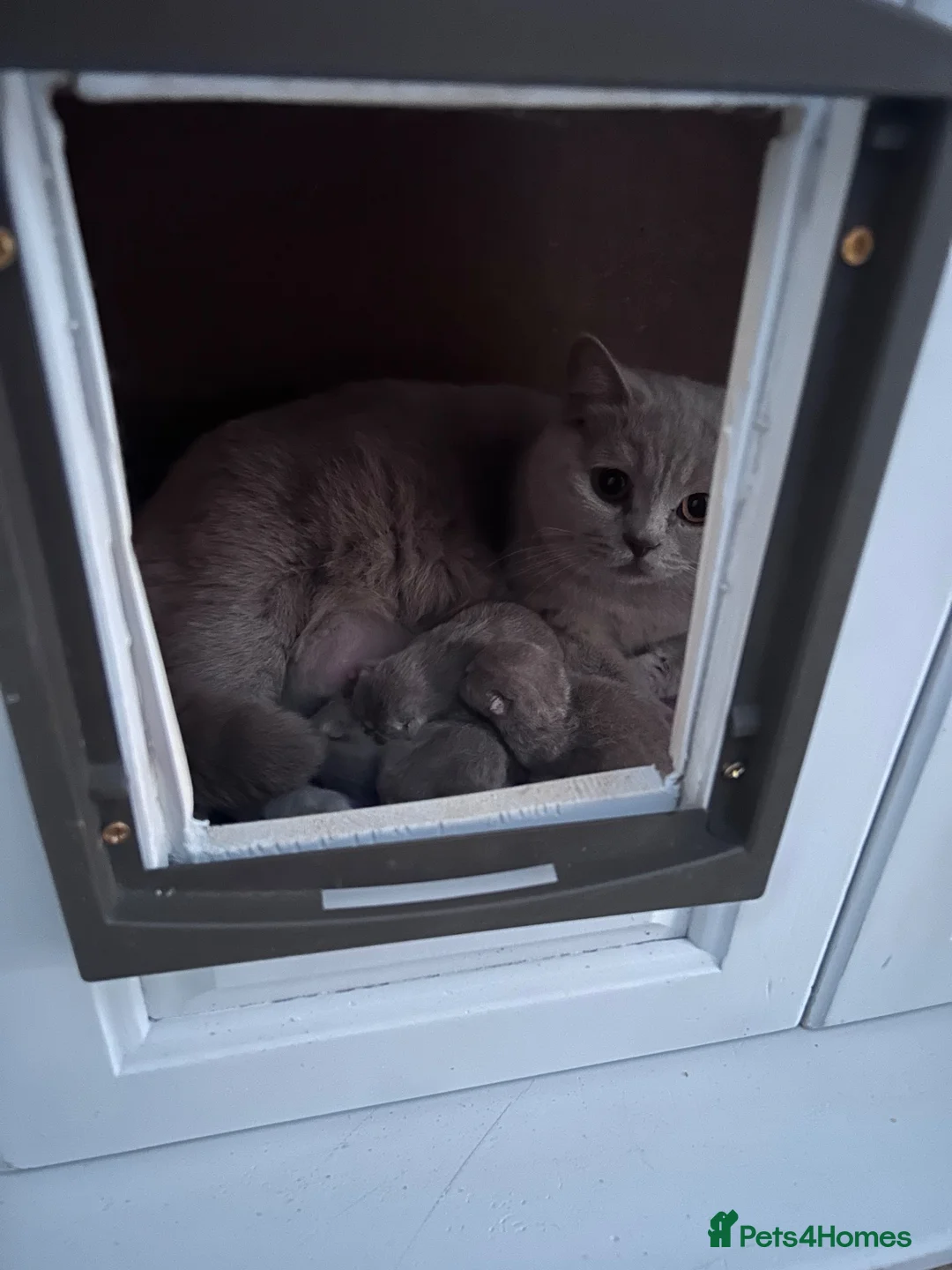 British Shorthair cats for sale: Tica Registered British Shorthair Kittens - Advert 9