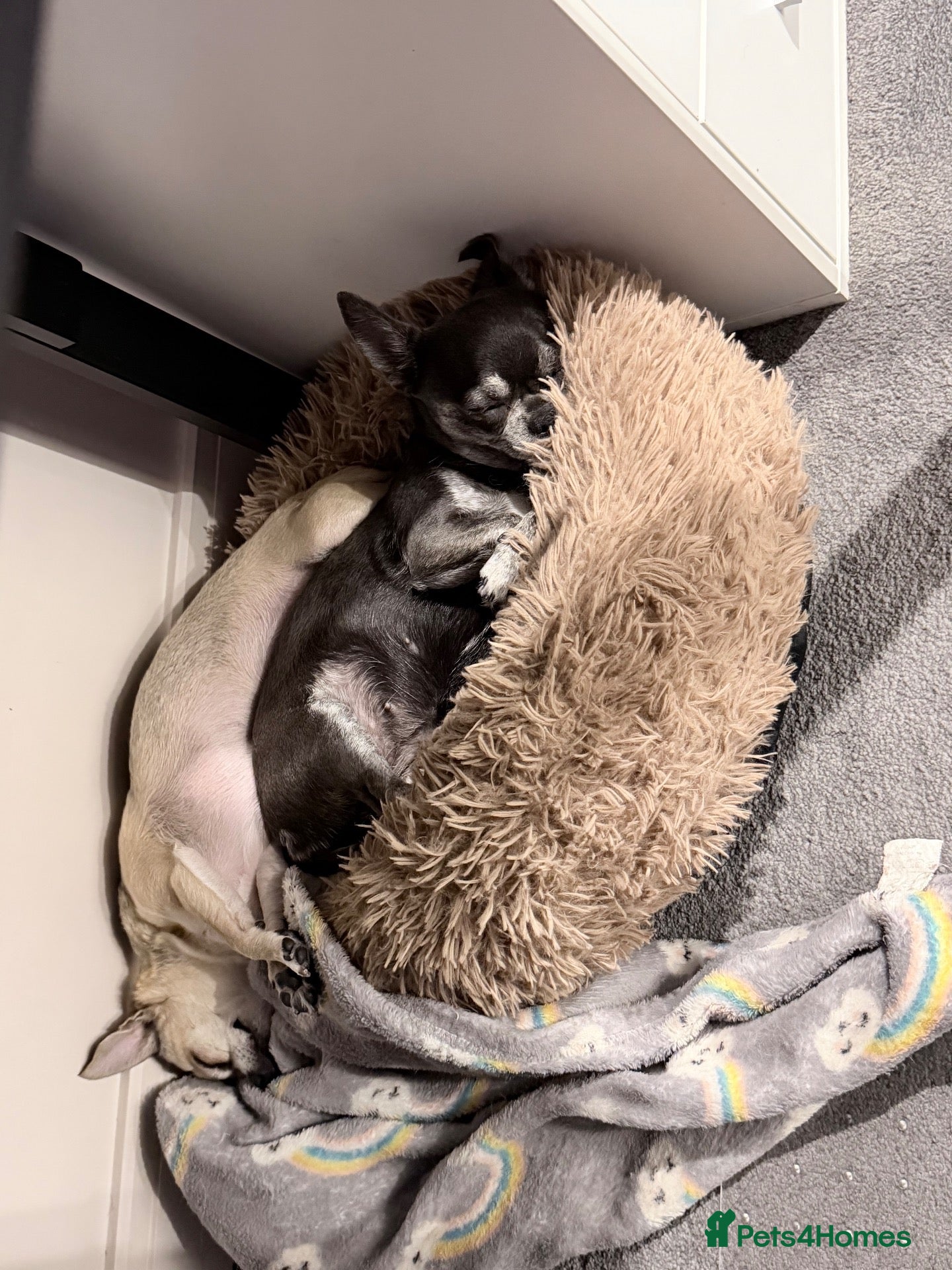 Chihuahua dogs Two chihuahua girls (REHOME ASAP) - Advert 1