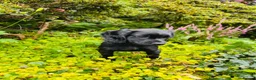 Cocker Spaniel dogs for sale: Lovely black working cocker spaniel puppy - Advert 3