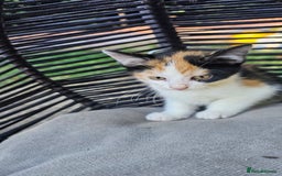 Persian cats for sale: Very beatifull mix breed/Persian kittens  - Image 24