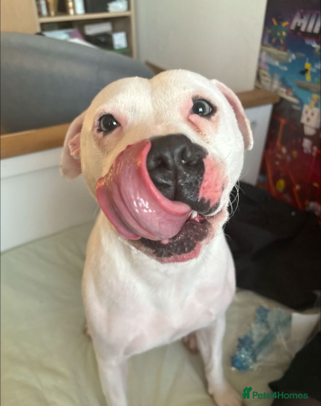 Mixed Breed dogs for sale: Looking for a safe, loving home for one dog - Advert 11