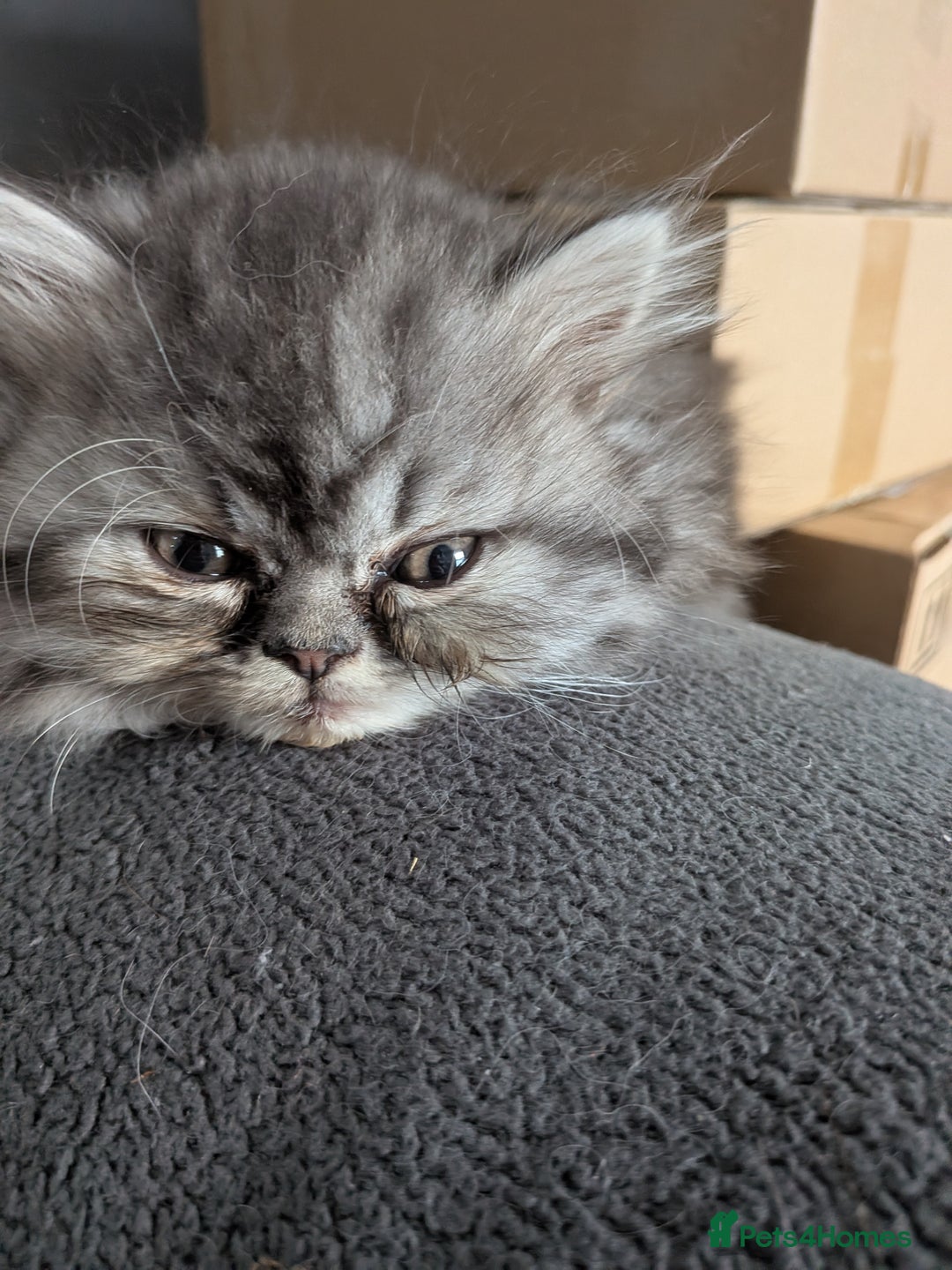 Persian cats for sale: Beautiful Persian kittens  - Image 14