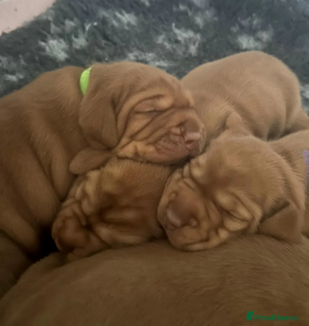 Hungarian Vizsla dogs for sale: Wirehaired vizsla puppies  - Advert 10