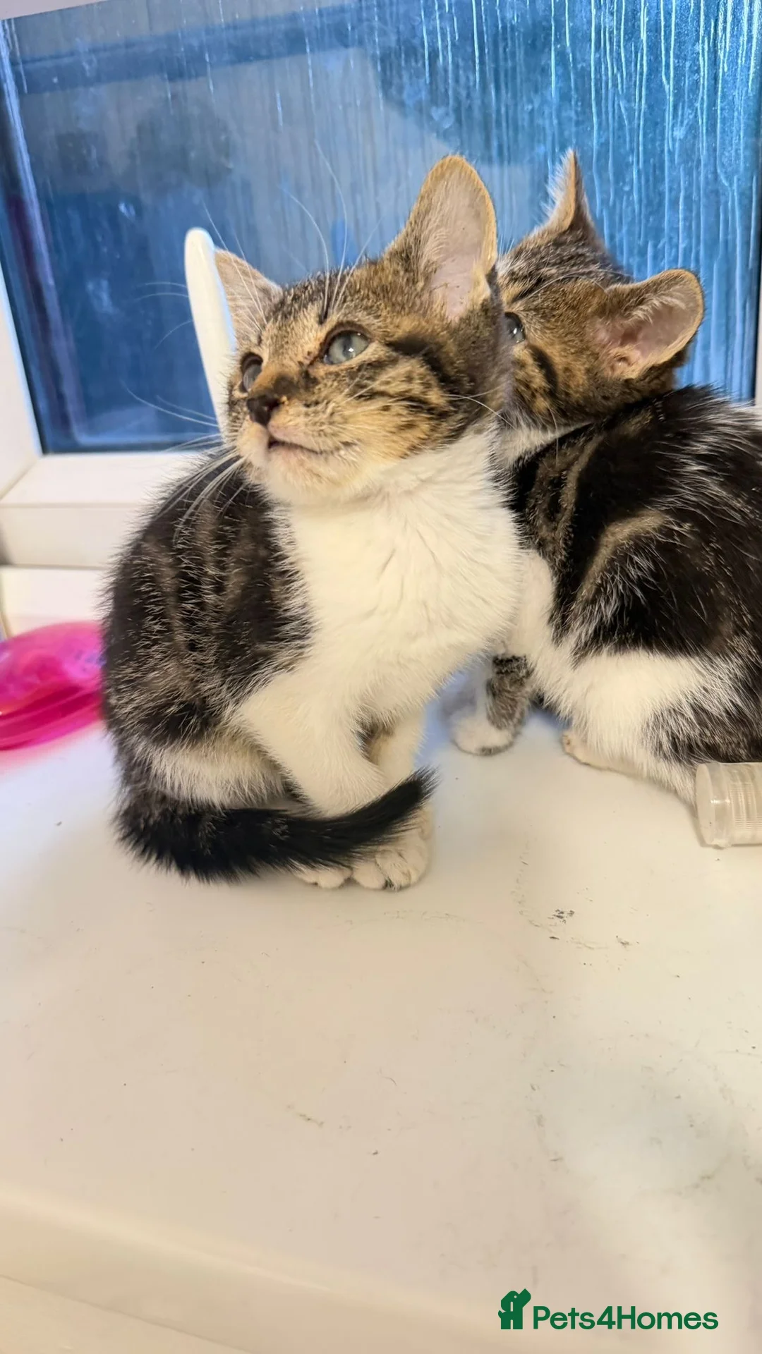 Mixed Breed cats for sale: Ragdoll x kittens - Advert 5