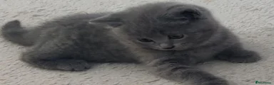 Russian Blue 2