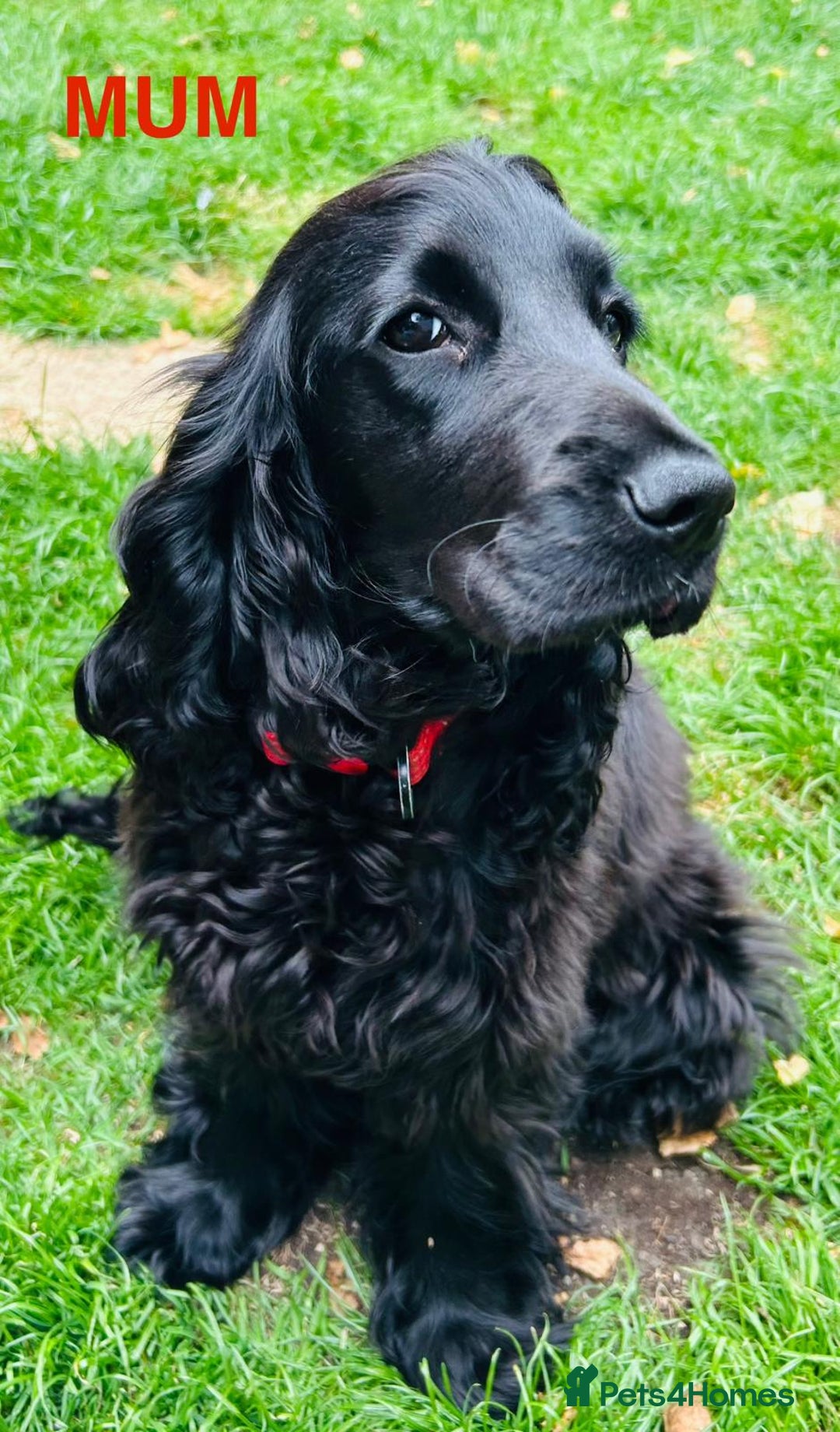 Cocker Spaniel dogs for sale: SHOW Cockers Spaniels due  - Advert 12