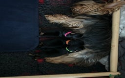 Yorkshire Terrier dogs for sale: Pedigree Healthy toy Yorkshire Terrier pups  - Image 4