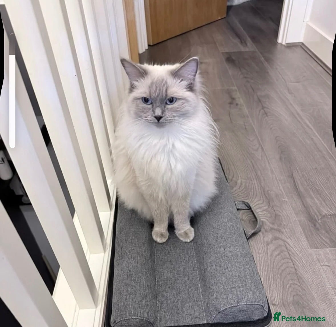 Ragdoll cats Un spayed ragdoll female  - Advert 1