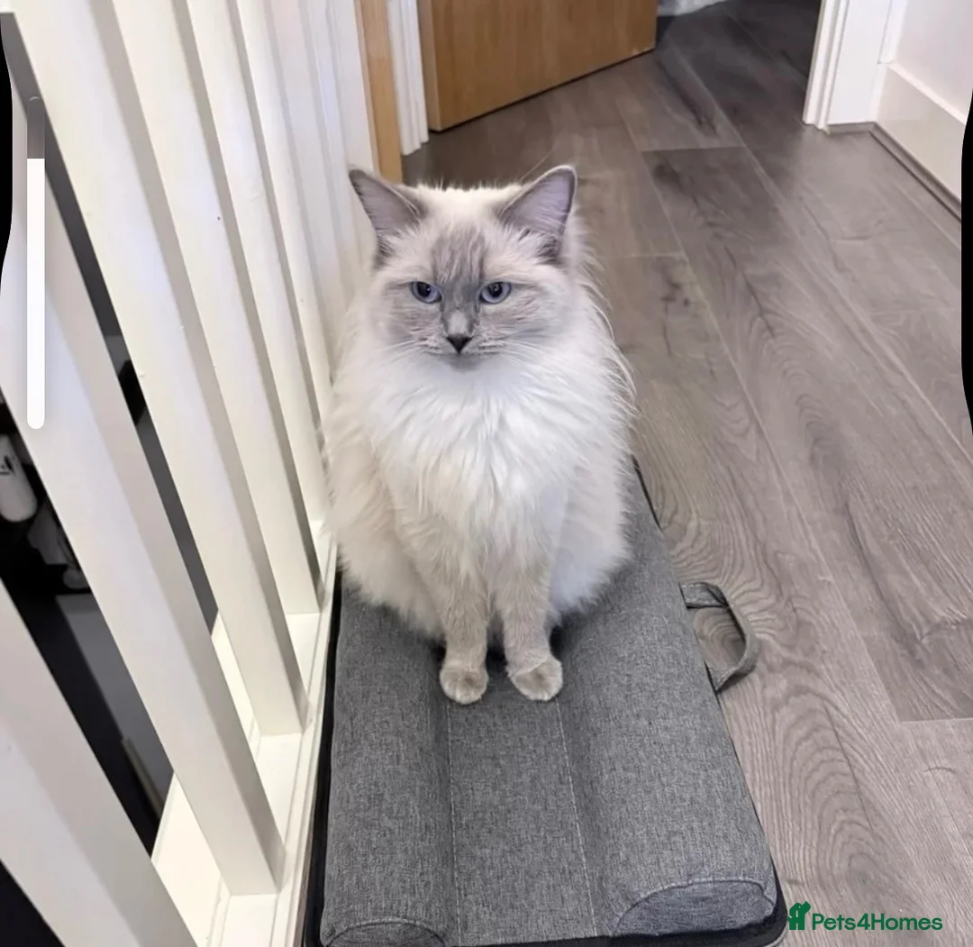 Ragdoll cats for sale: Un spayed ragdoll female  - Advert 1
