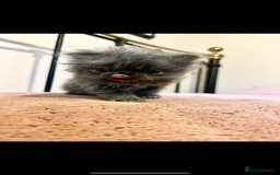 Persian cats for sale: One remaining blue GCCF active blue Persian boy - Image 3
