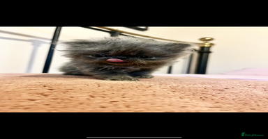 Persian cats - Advert 5