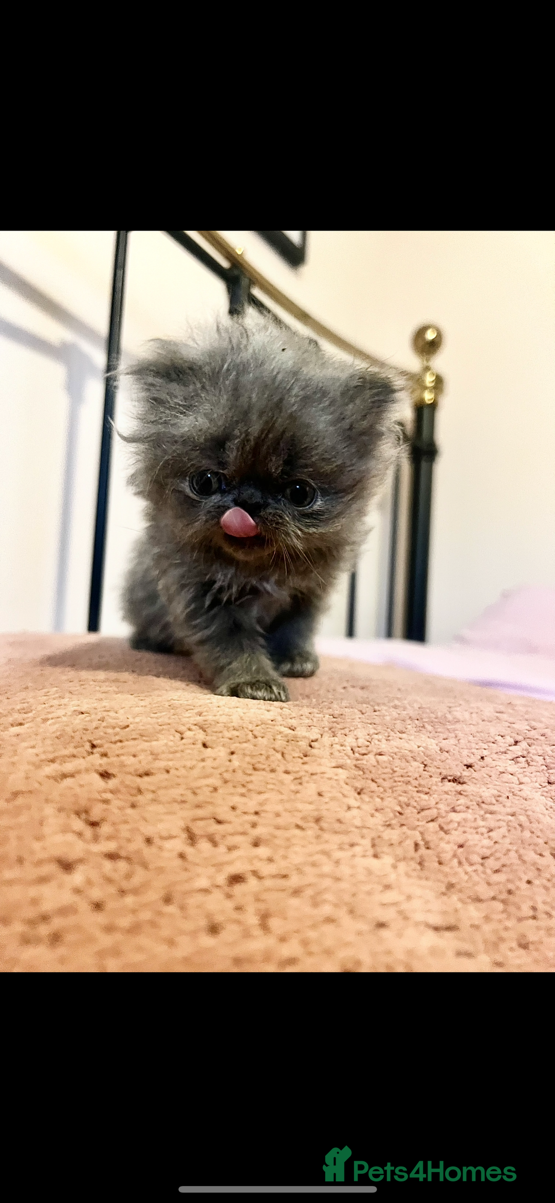 Persian cats for sale: One remaining blue GCCF active blue Persian boy - Image 3
