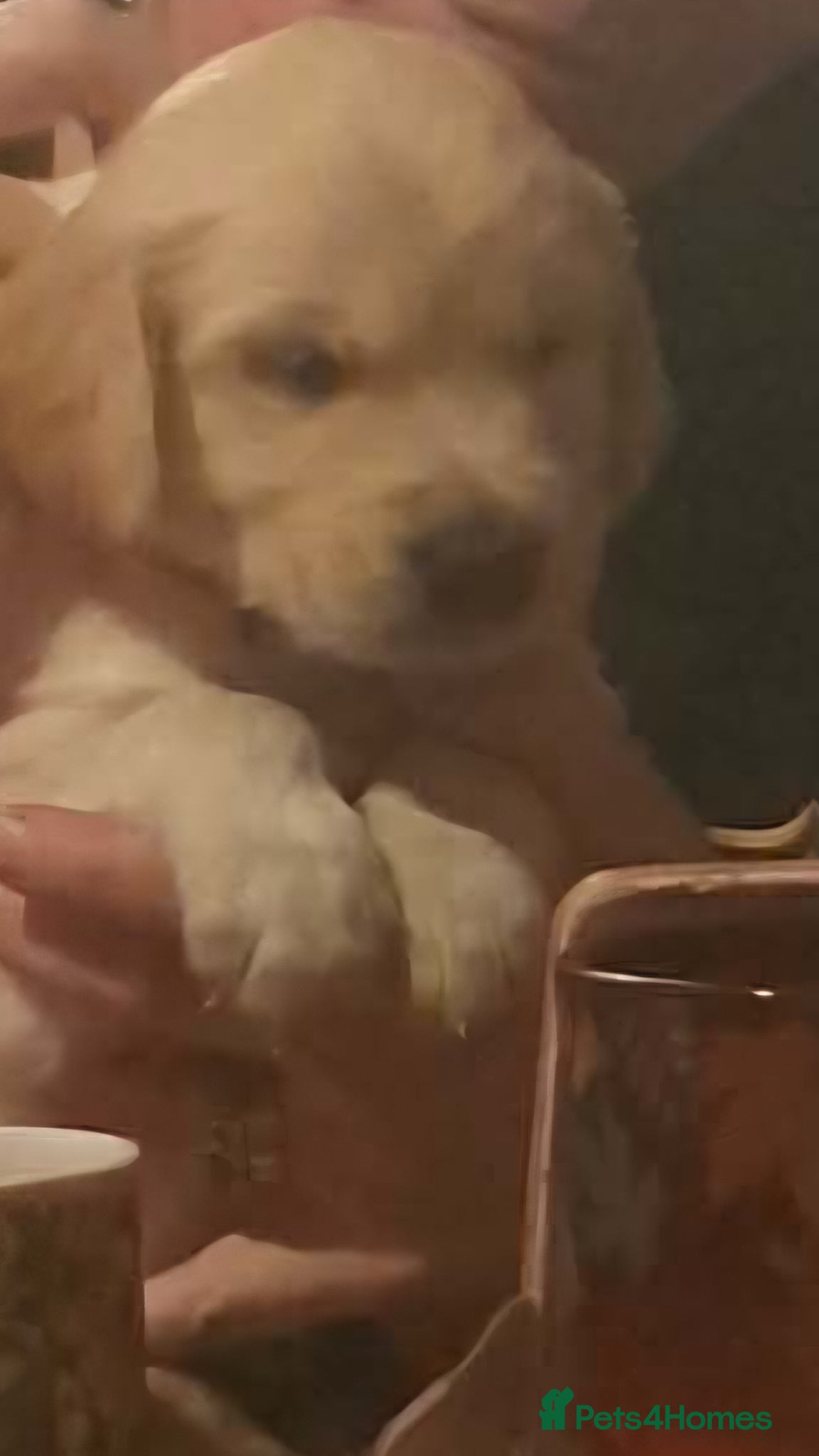 Golden Retriever dogs KC Registered Golden Retriever puppies - Advert 2