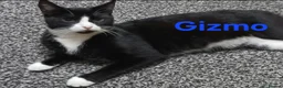 Mixed Breed cats for sale: Free to a good home - Advert 8