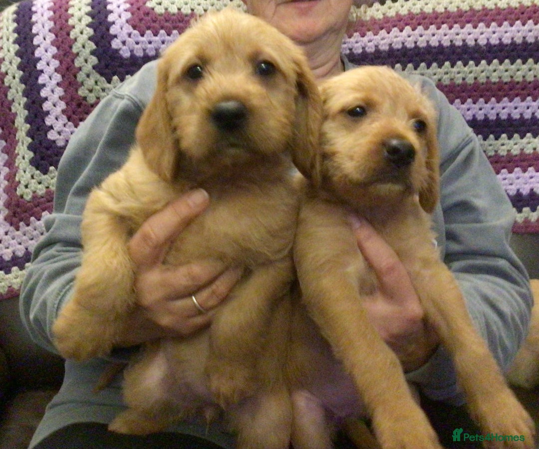 Hungarian Vizsla dogs for sale: VIZSIPOO puppies, Vizsla x Miniature Poodle - Image 1