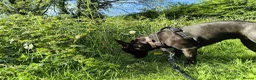 Mixed Breed dogs for adoption: Meet Neeah, currently residing in Cheshire  - Advert 5