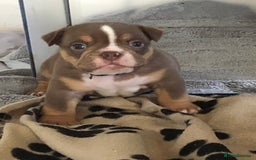 English Bulldog dogs for sale: Stunning English bulldogs - Image 6