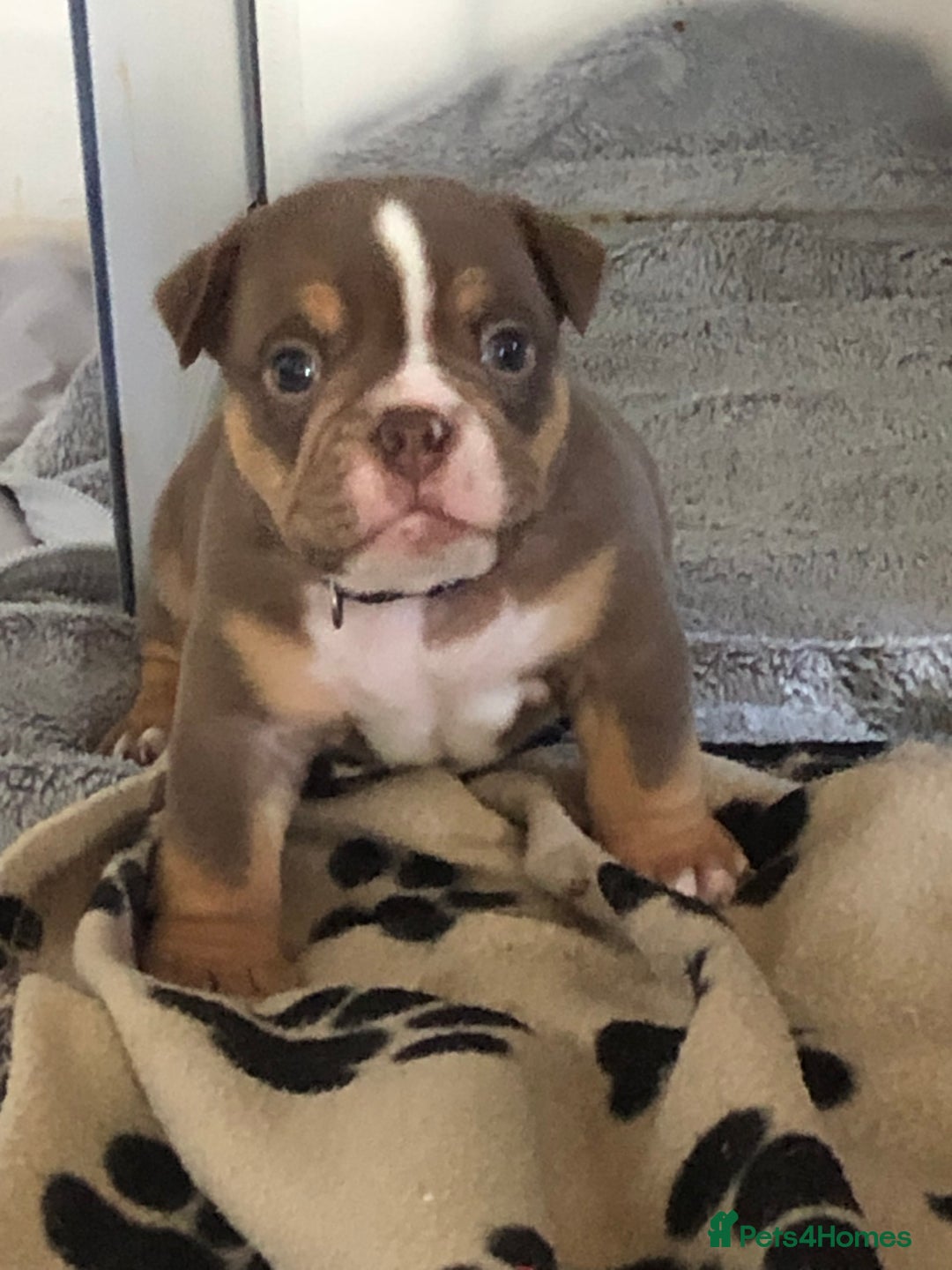 English Bulldog dogs for sale: Stunning English bulldogs - Image 6