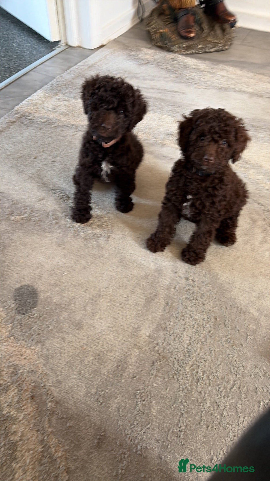 Cockapoo dogs Cockapoo F1B - Advert 1