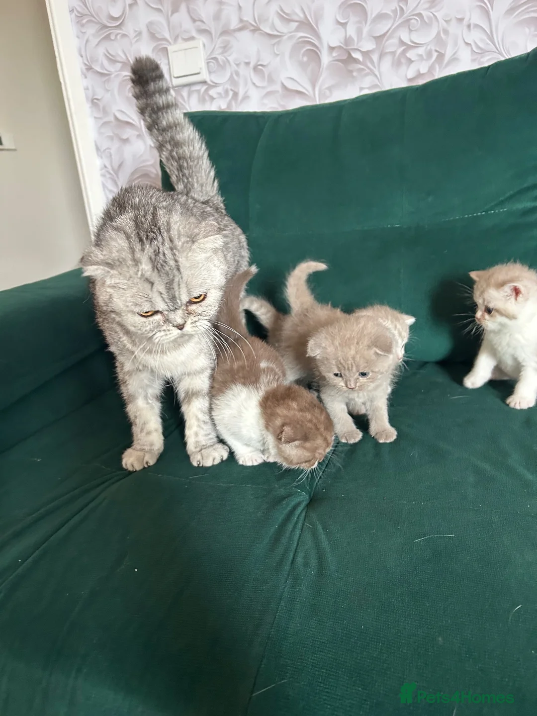Scottish Fold cats for sale: For sale Scottish fold kitties BORN 25/06  - Advert 1