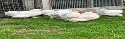 Chickens poultry for sale: Porcelain Pekins  - Advert 6