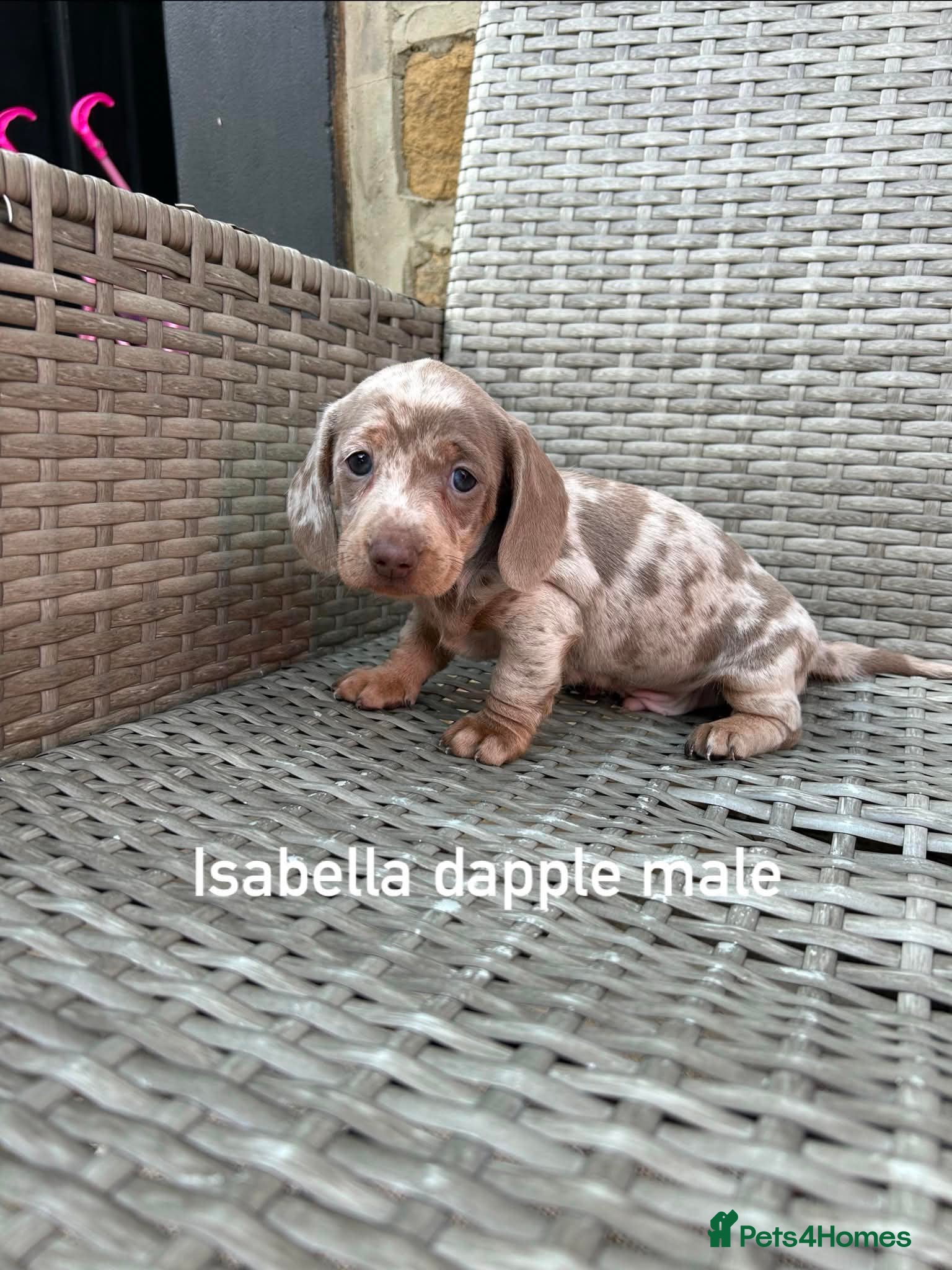Miniature Dachshund dogs Miniature dachsunds - Advert 1