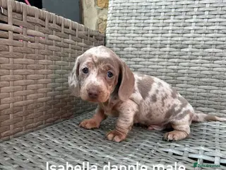 Miniature Dachshund dogs Miniature dachsunds - Advert 1