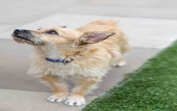 Mixed Breed dogs for adoption: Livvy - Image 18