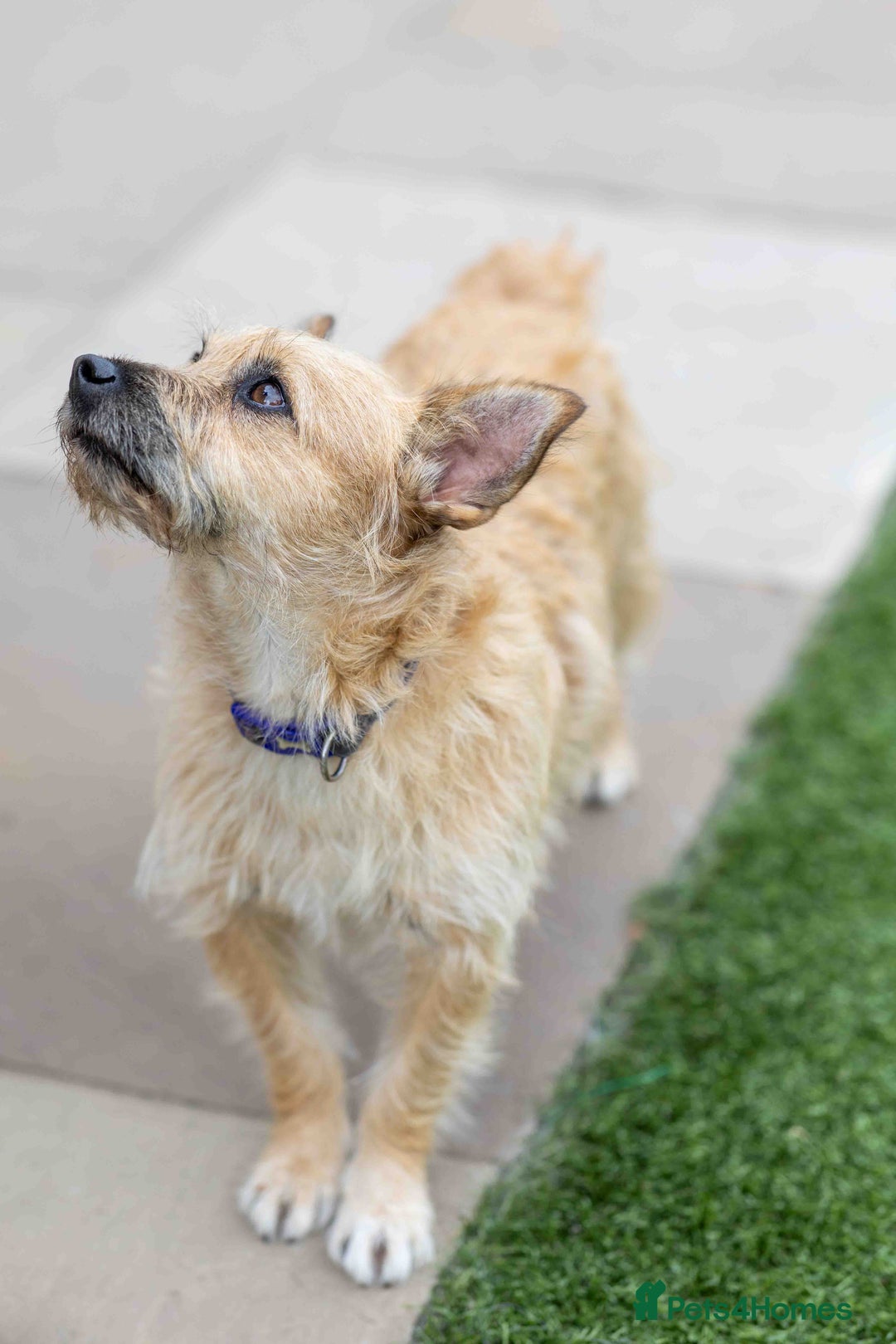 Mixed Breed dogs for adoption: Livvy - Image 18