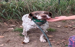 German Shorthaired Pointer dogs for adoption: Romero - Image 6