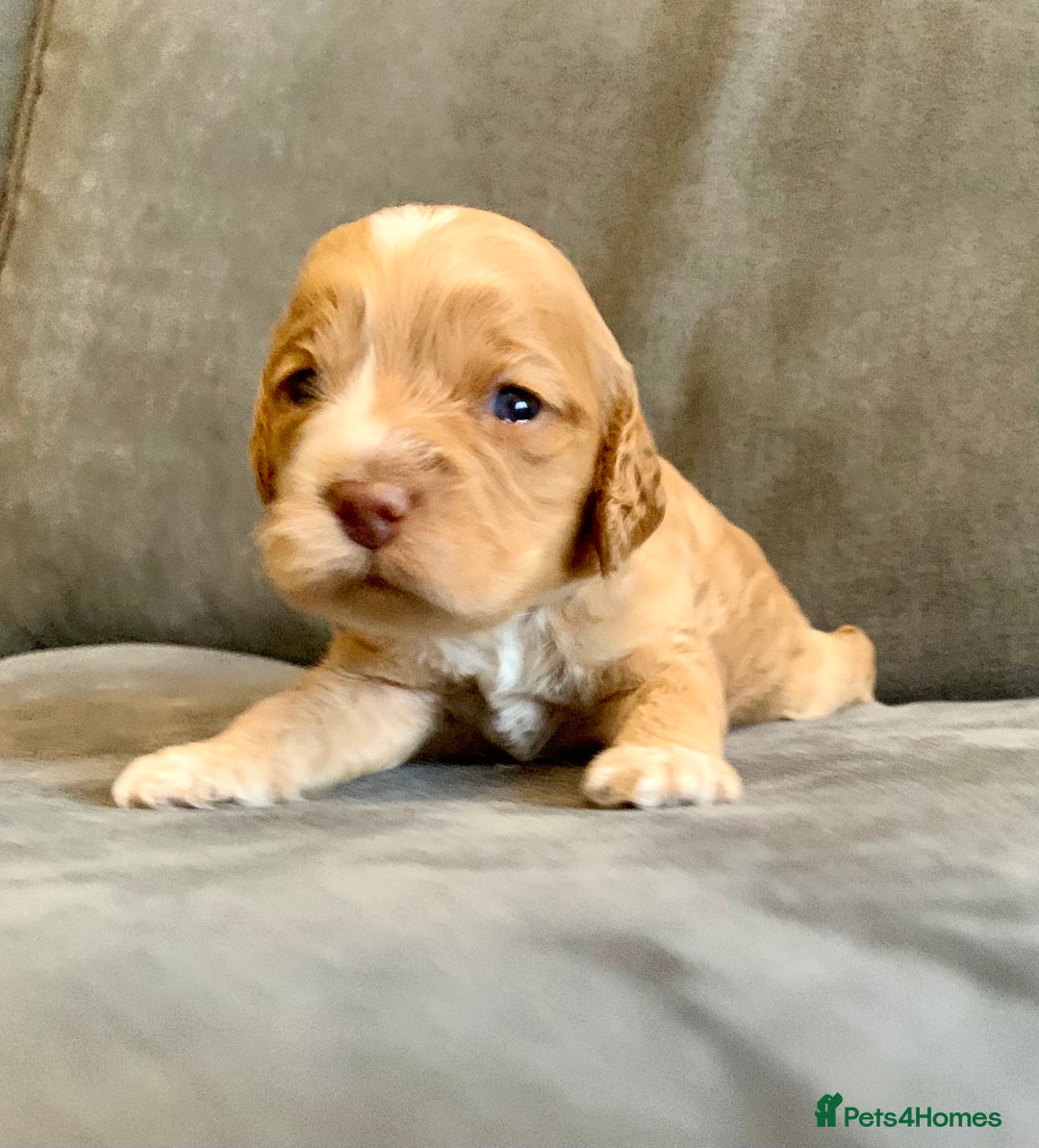 Cockapoo dogs for sale: Cockapoo F1b - Advert 21