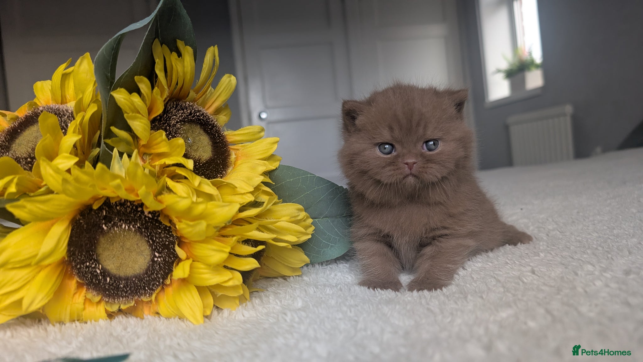 British Shorthair cats Cinnamon British Shorthair  - Advert 5