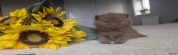 British Shorthair cats for sale: Cinnamon British Shorthair  - Advert 1