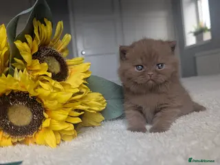 British Shorthair cats Cinnamon British Shorthair - Advert 1
