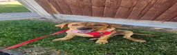 Labrador Retriever dogs for sale: Beautiful 5 month Labrador Puppy for Loving Home in Brentwood - Advert 5